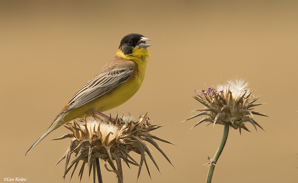 Black-headed Bunting Emberiza melanocephala  ,Meitzar,southern Golan  10-05-15Lior Kislev